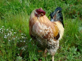 Stewart, our beautiful, and loud, rooster